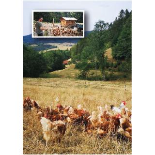 10er Eier M/L Freiland (Wehrle Oberharmersbach) (R0)
