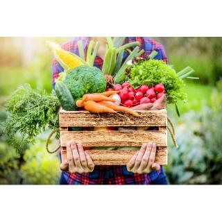 Obst & Gemüse Kiste Bio mittel
