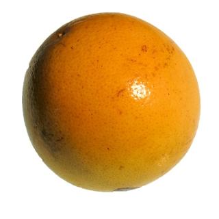 Grapefruit rot