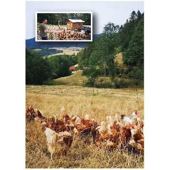 10er Eier M/L Freiland (Wehrle Oberharmersbach) (R0)