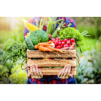 Obst & Gemüse Kiste Bio Regio groß