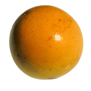 Grapefruit rot