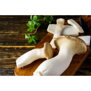 Pilze Kräuterseitlinge